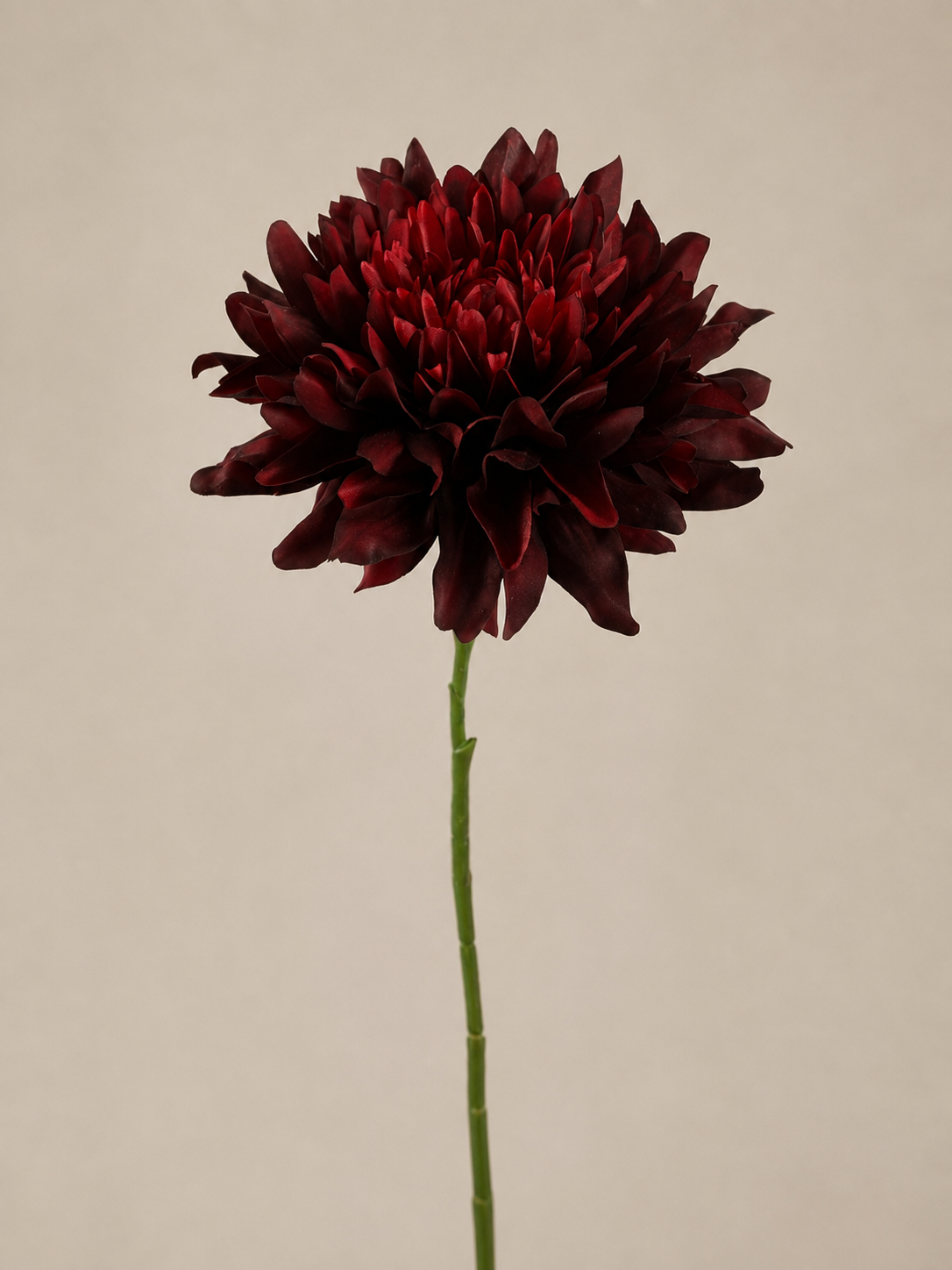 Dahlie
