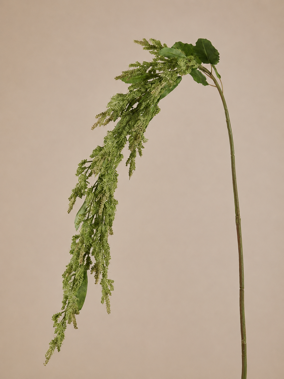 Amaranth