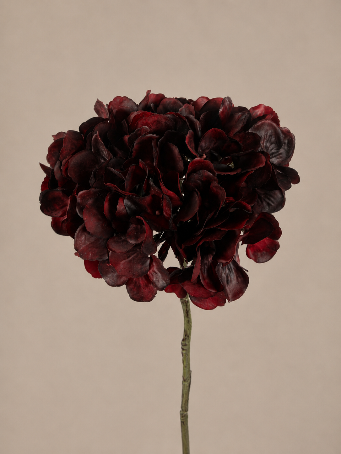 Hortensie lang bordeaux