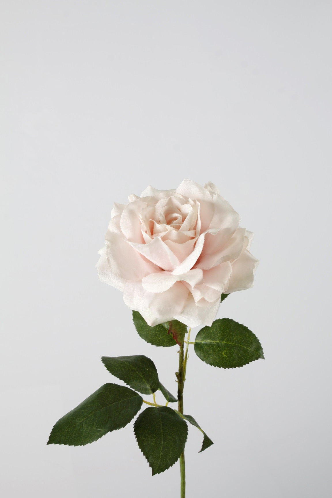 Rose rosé
