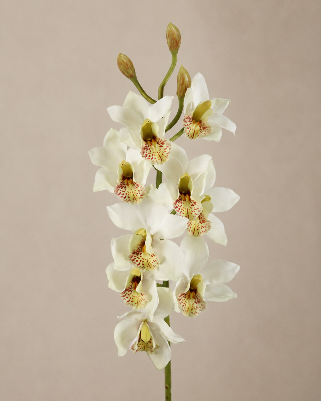 Cymbidium