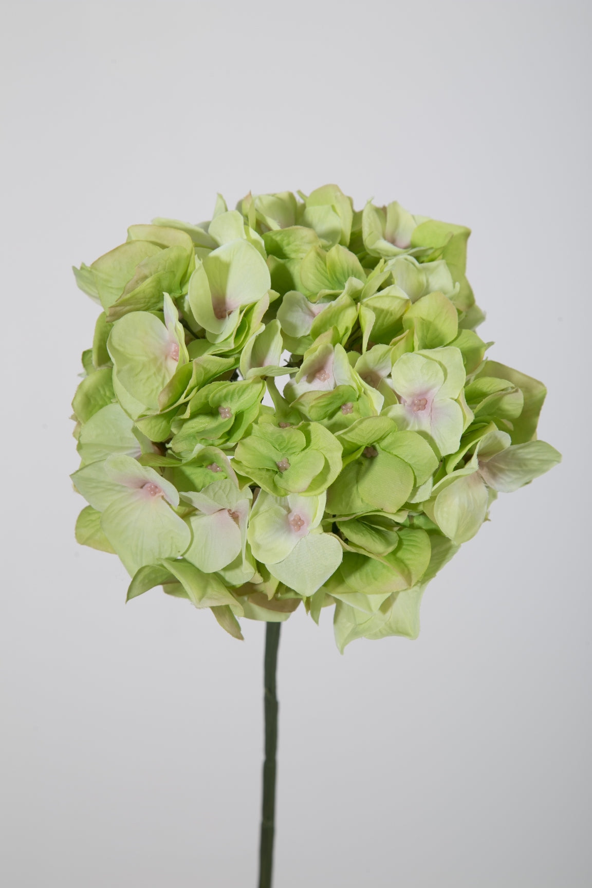 Hortensie grün mit rosa