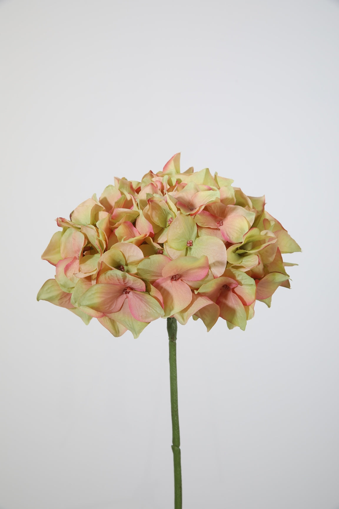 Hortensie peach mit pink