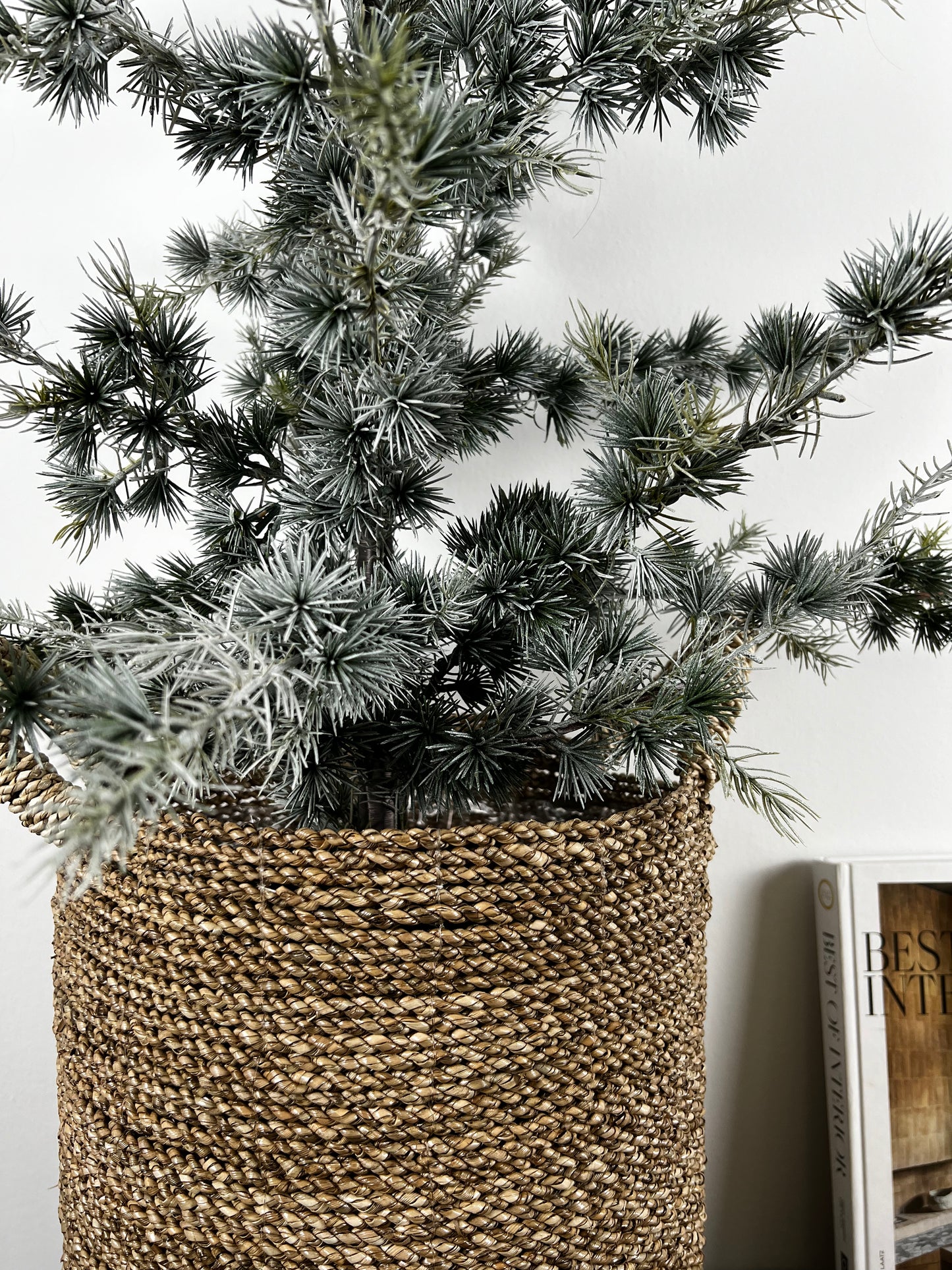 Zedernbaum