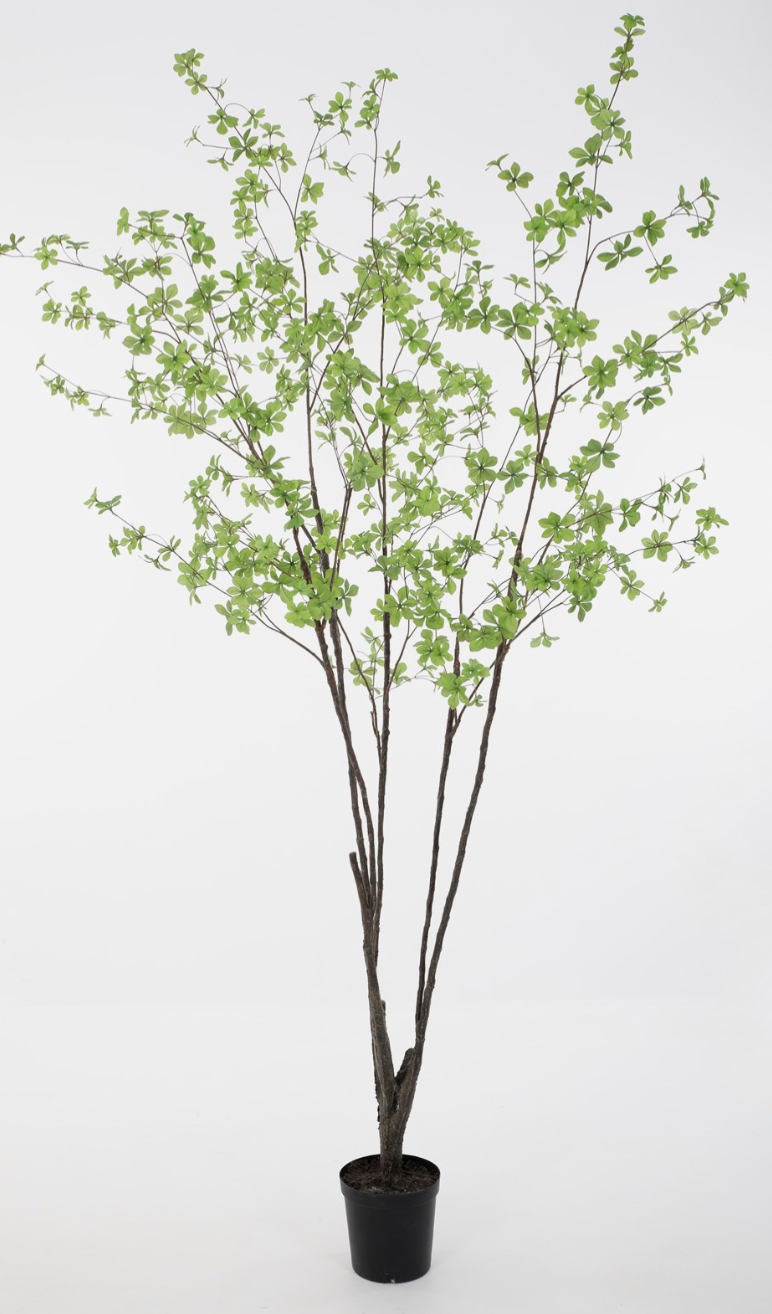 Small Leaves Plant 244cm