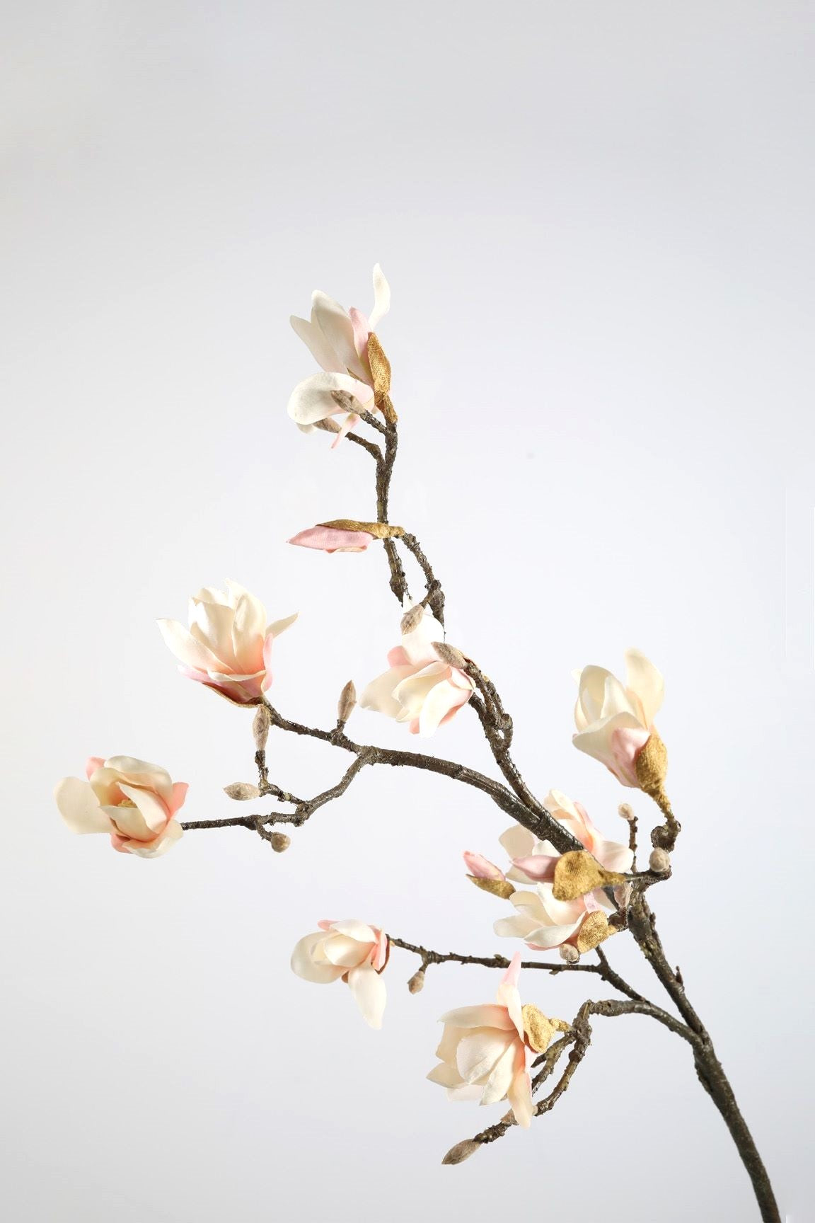 Magnolien Zweig