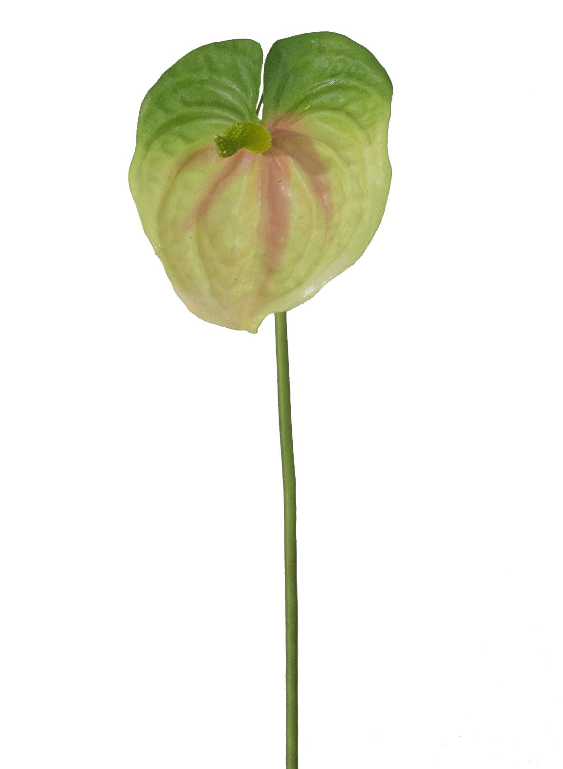 Anthurie grün mit pink