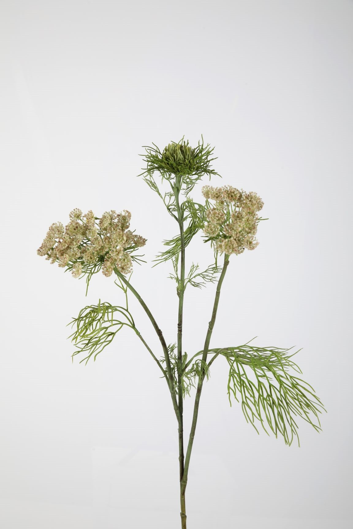 Dillblüte weiß mit rosé