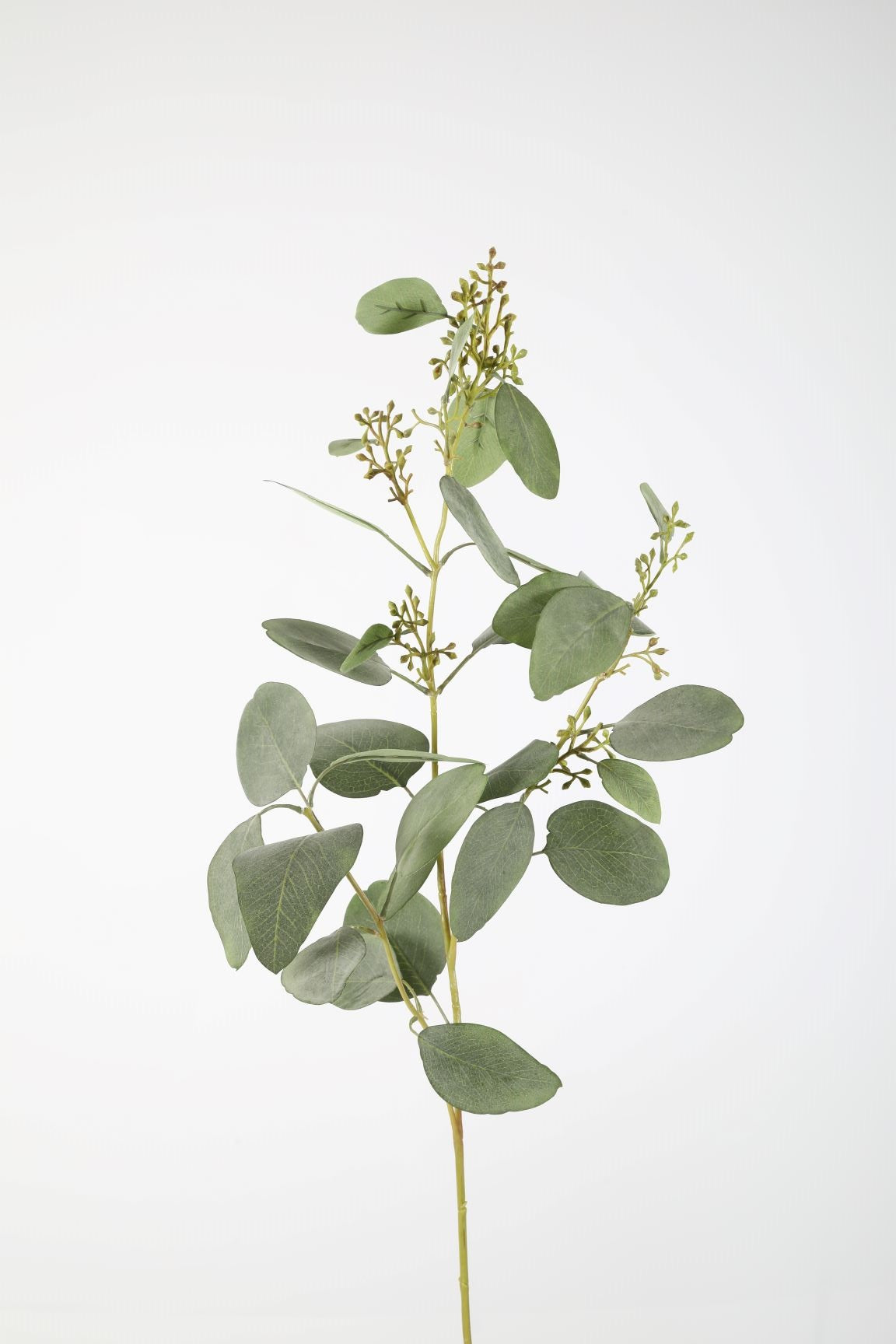 Eucalyptus