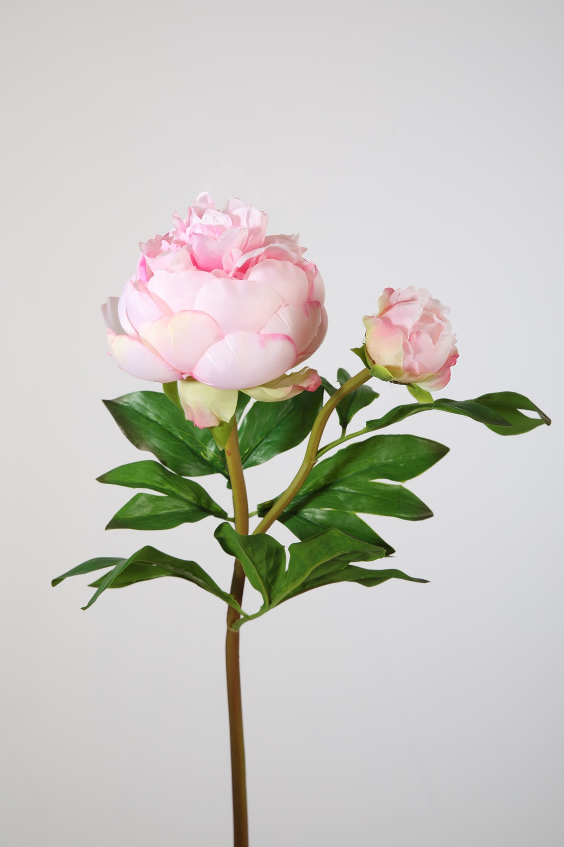 Pfingstrose pink