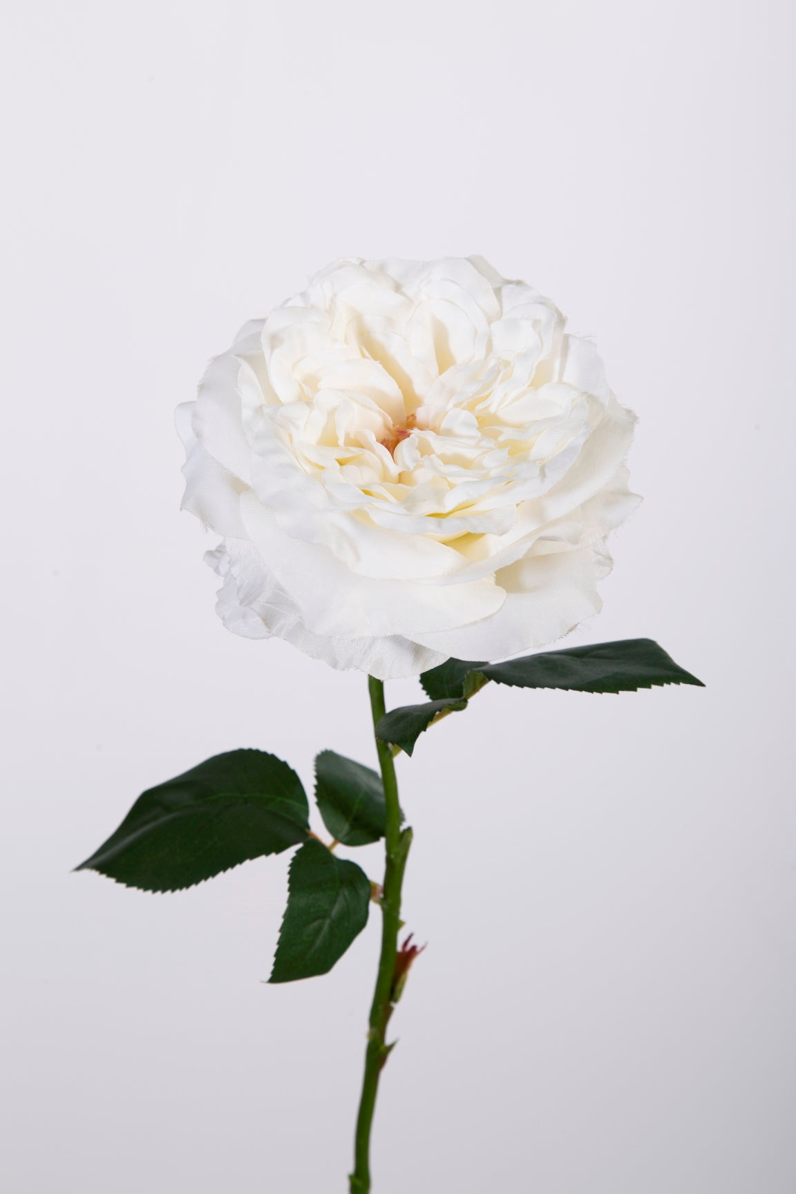 Rose Garden weiß
