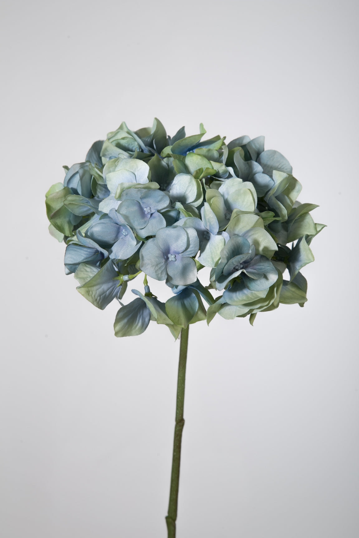 Hortensie blau