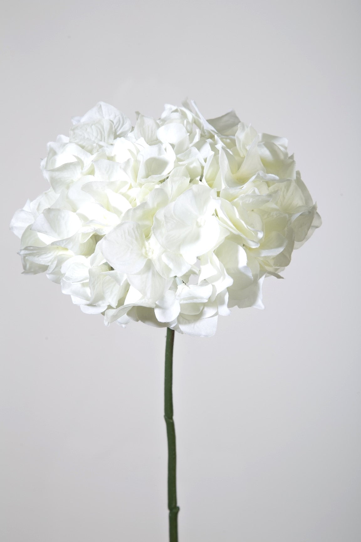 Hortensie weiß