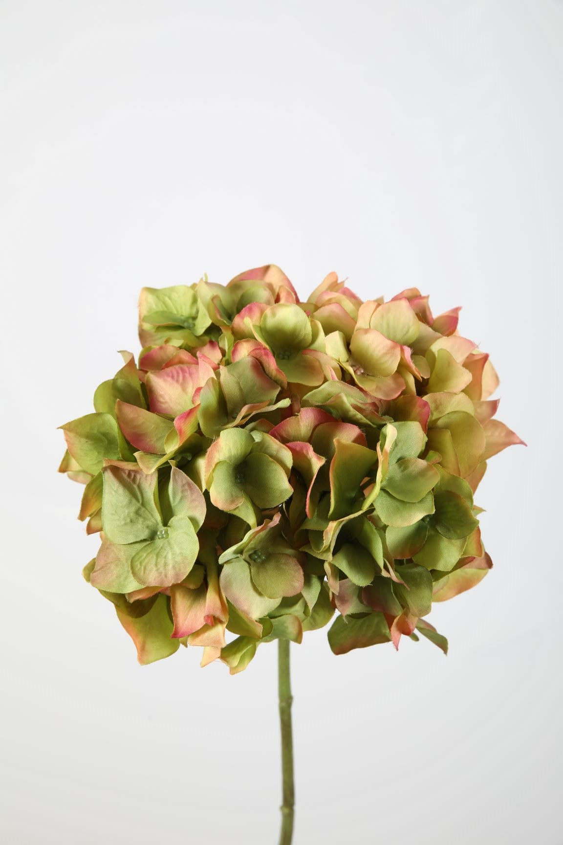 Hortensie grün mit pink