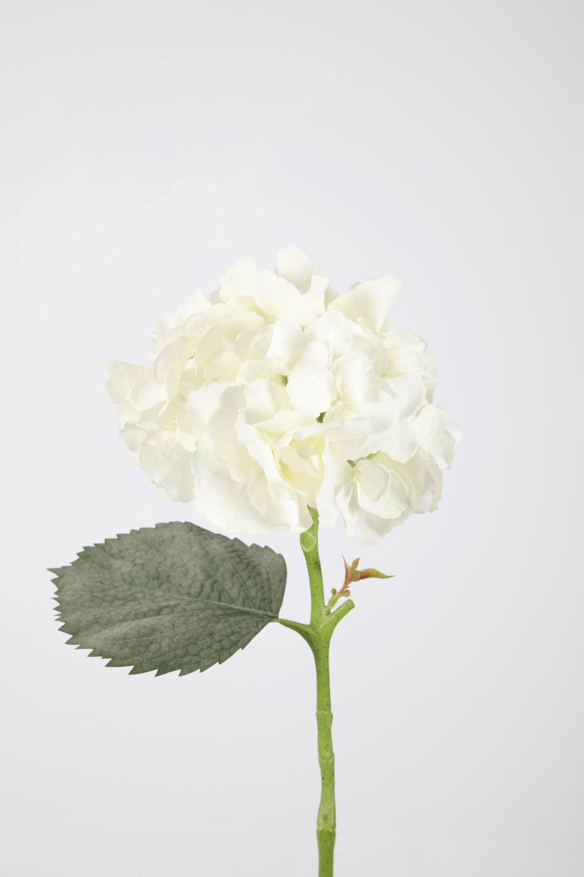 Hortensie crème