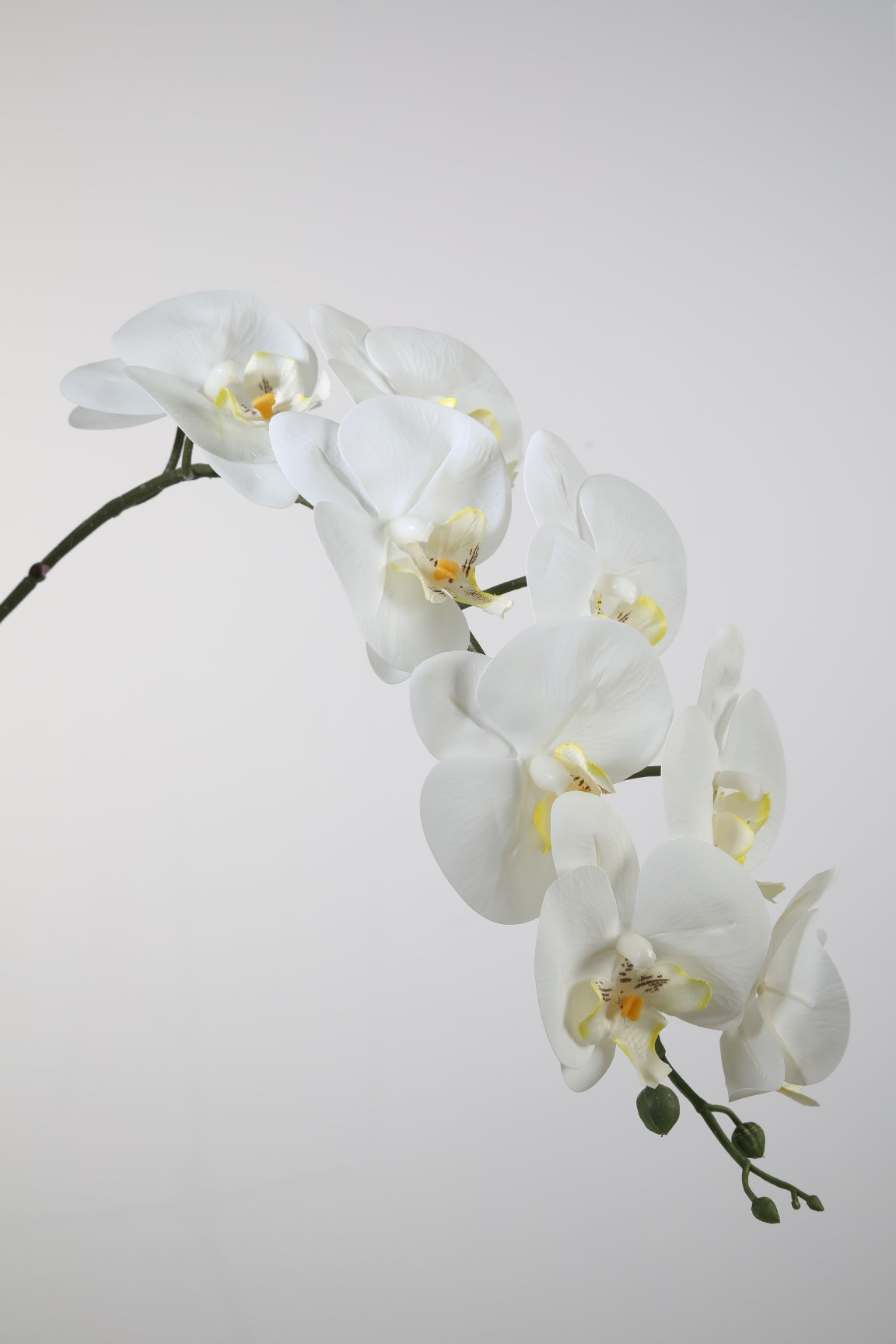 Orchidee weiß