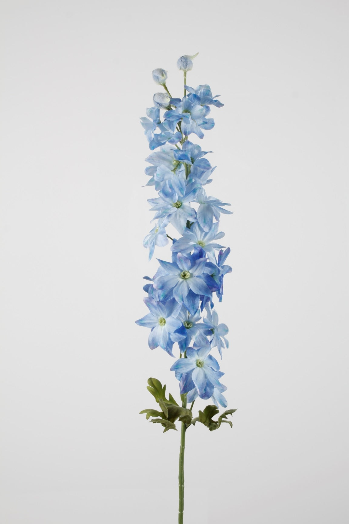 Rittersporn blau