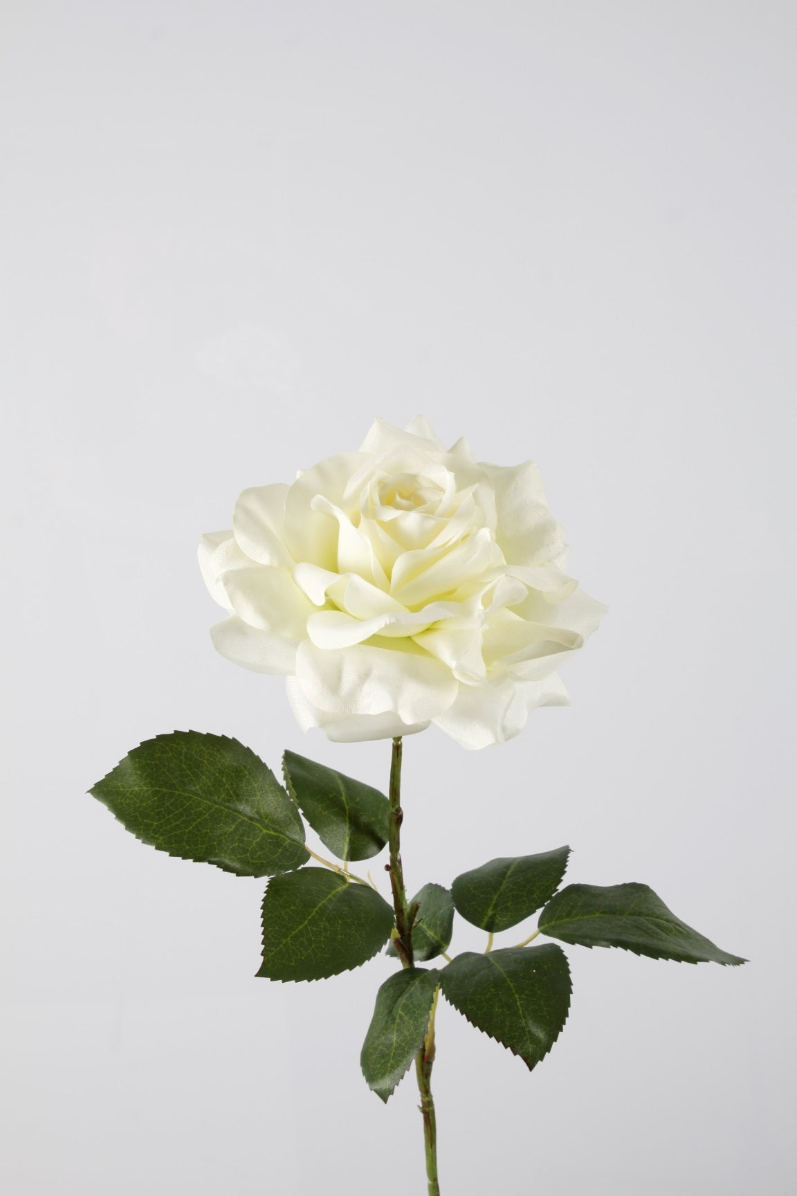 Rose crème