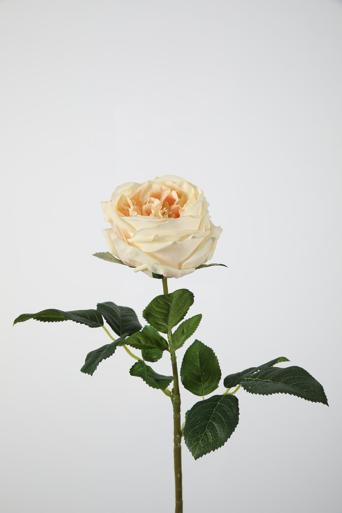 Rose Realtouch apricot