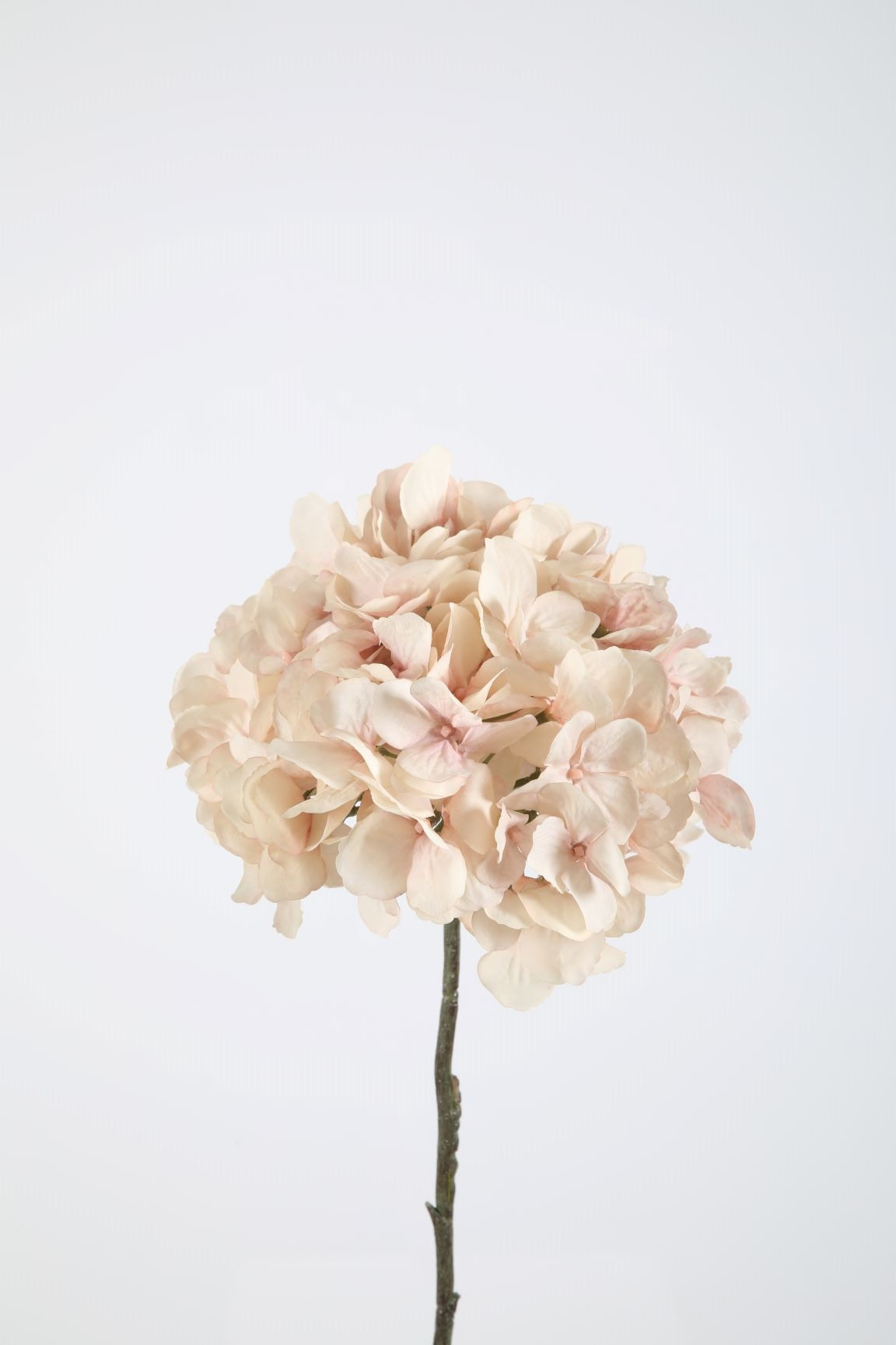 Hortensie rosé