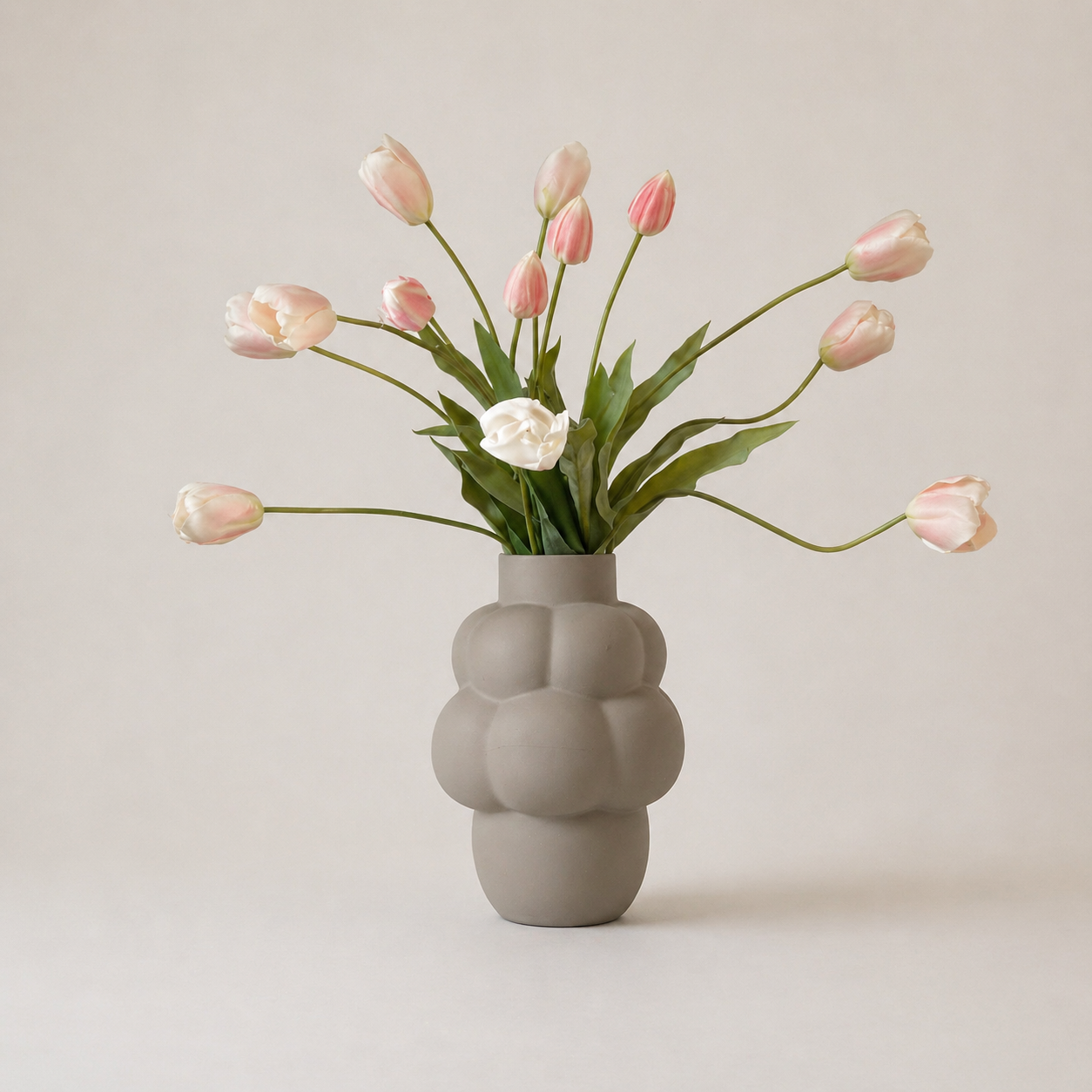 Rosy Tulipa