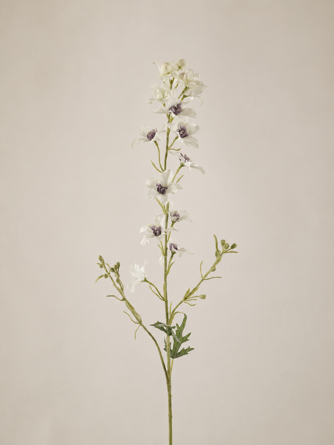 Delphinium