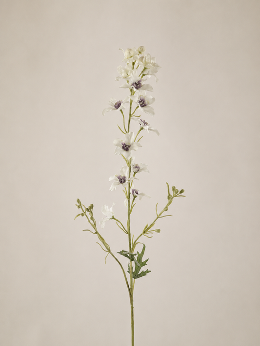 Delphinium