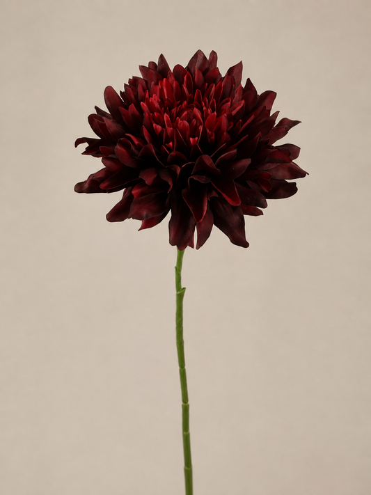 Dahlie