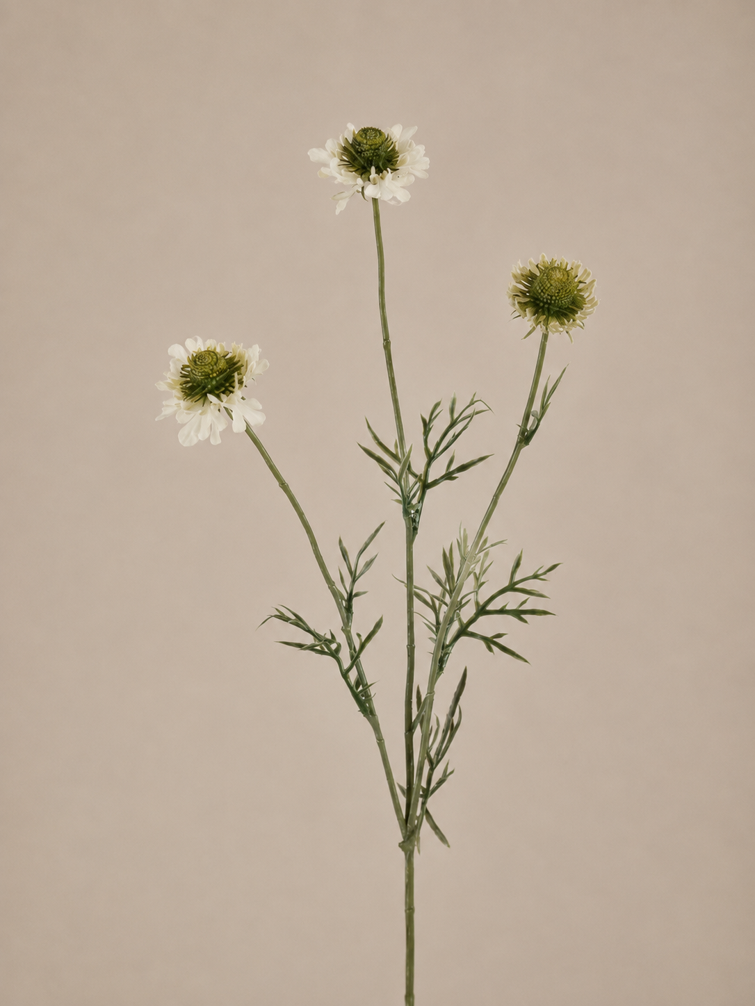 Scabiosa weiß
