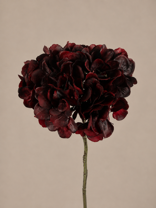 Hortensie lang bordeaux