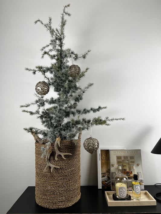 Zedernbaum