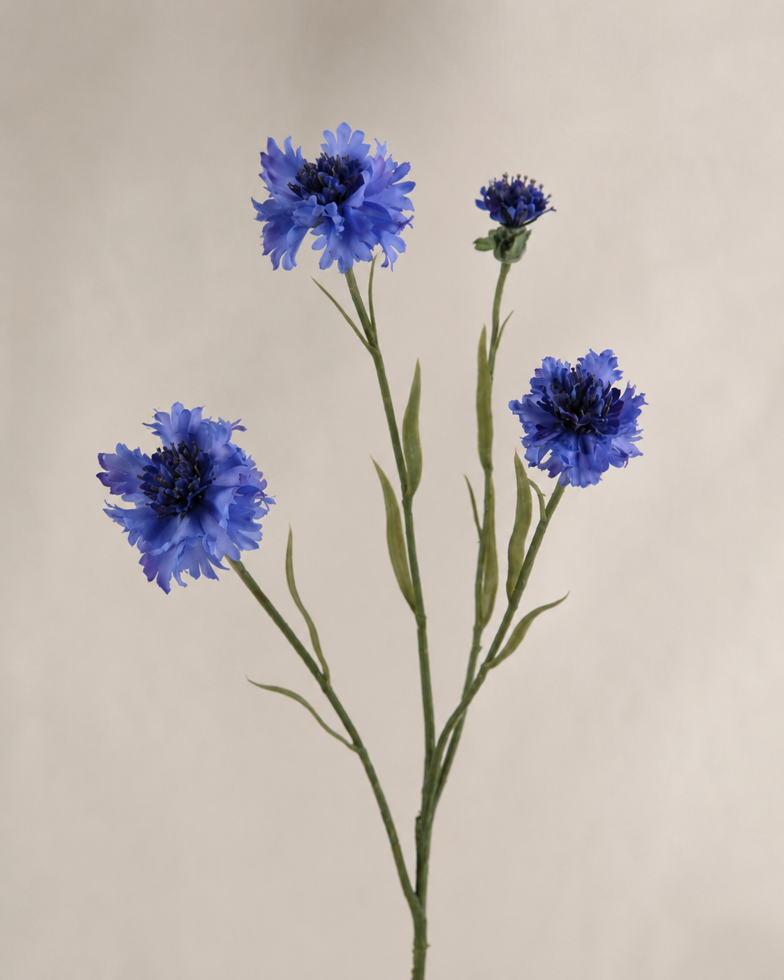 Kornblume