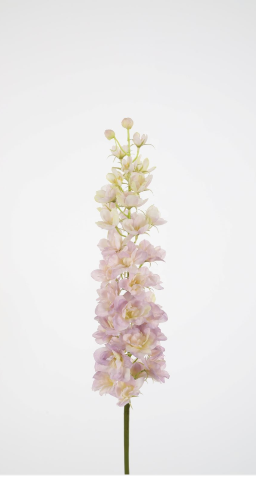 Rittersporn lavendel