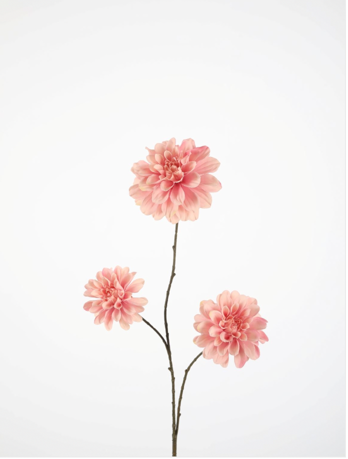 Dahlie pink