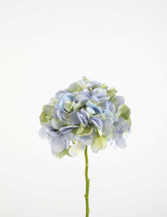 Hortensie blaugrün