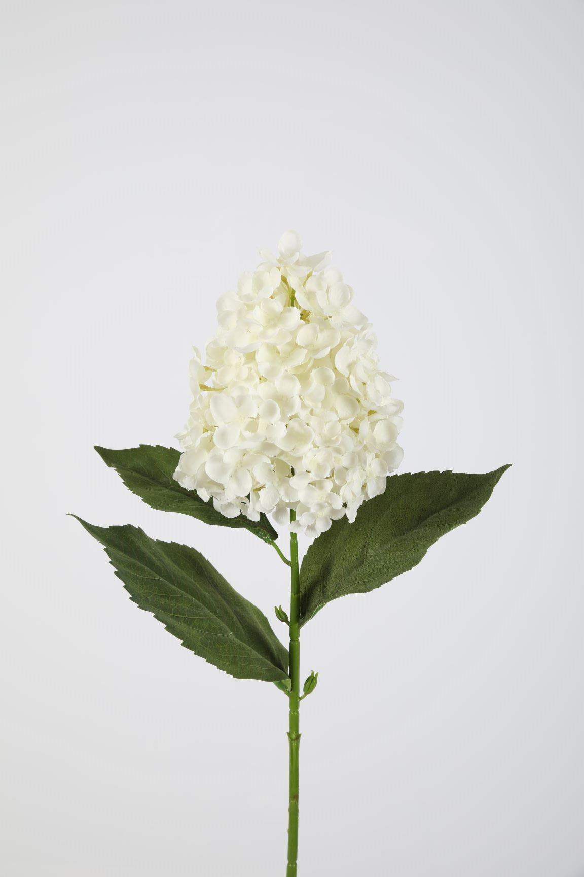 Hortensie Annabelle weiß