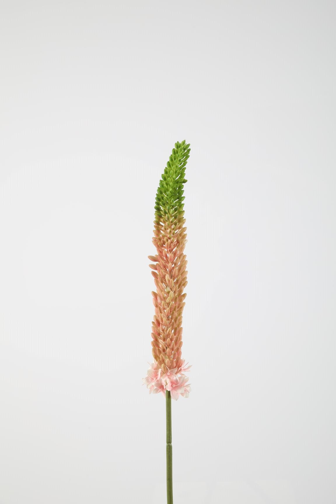 Eremurus rosé