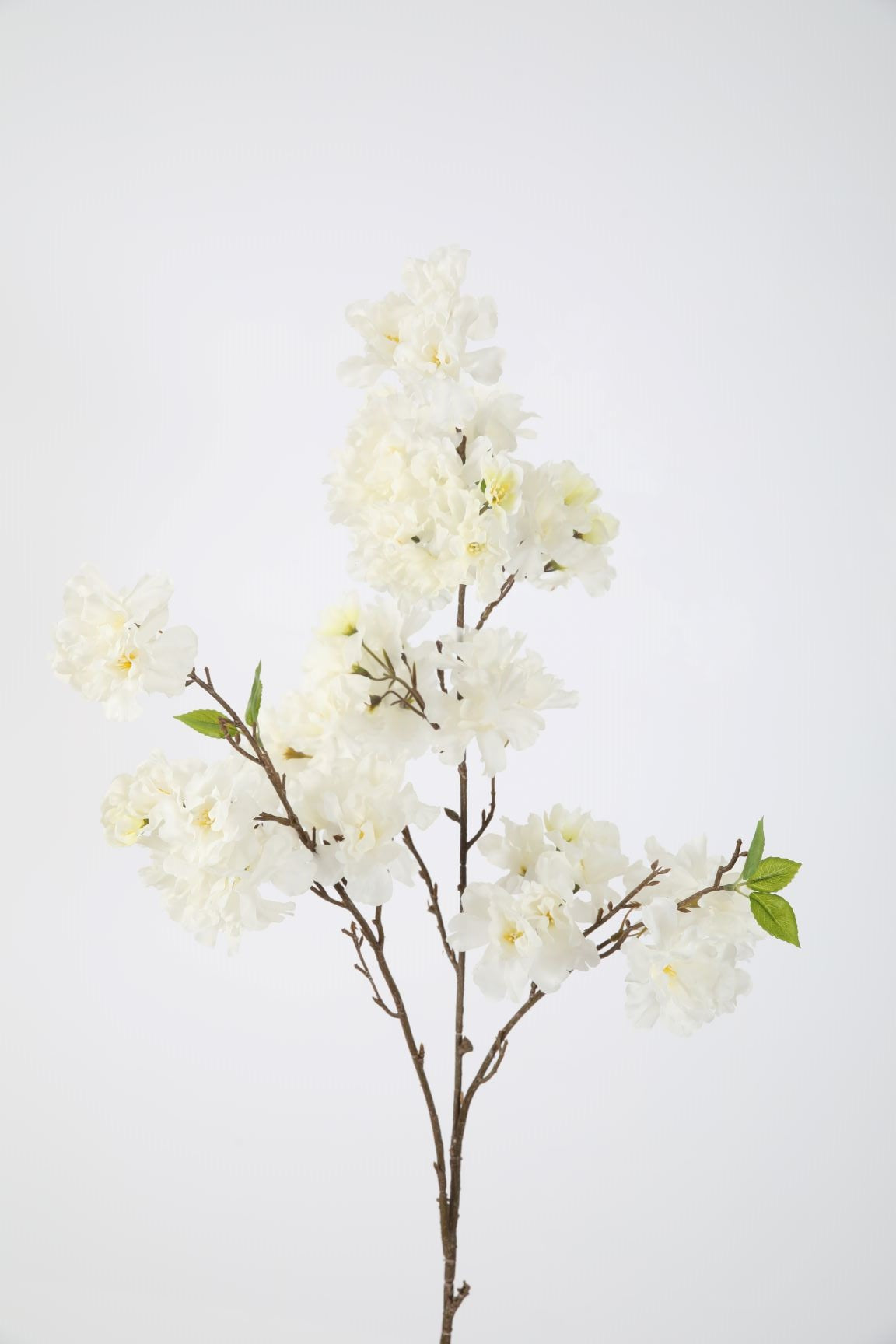 Kirschblüten Zweig weiß